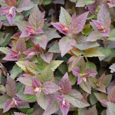 Double Play Doozie Double Play Doozie Spirea up close.