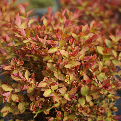 Double Play Doozie Double Play Doozie Spirea up close.