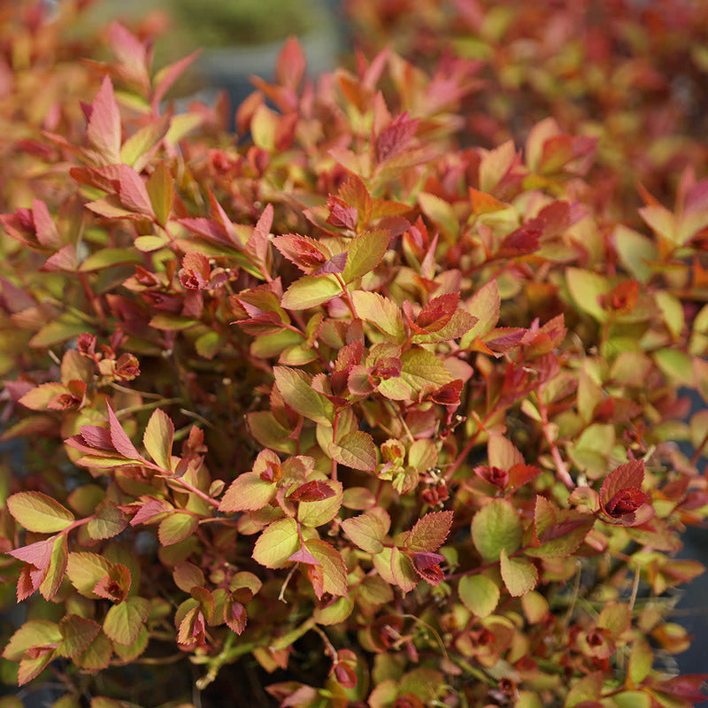 Double Play Doozie Double Play Doozie Spirea up close.