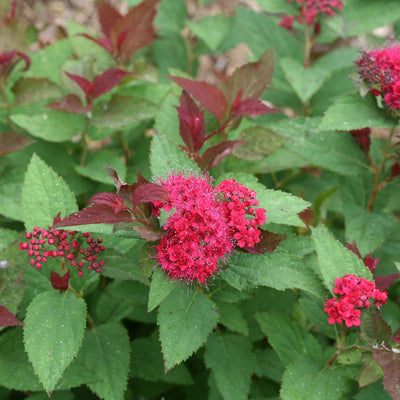 Double Play Doozie Spirea up close.