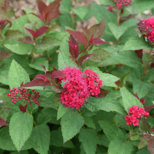 Double Play Doozie® Spirea (Spiraea x)
