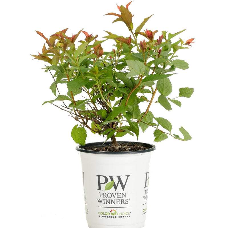 Double Play Doozie Spirea in container.