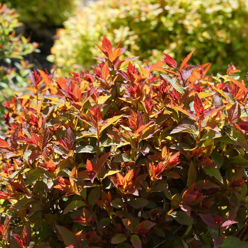 Double Play Doozie Spirea in focus.