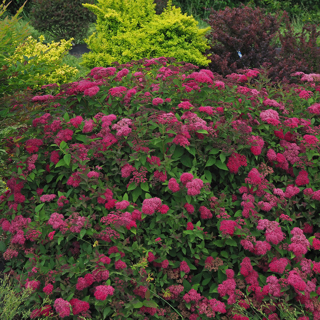 Double Play Doozie Double Play Doozie Spirea in focus.