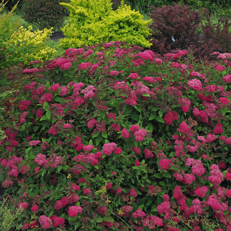 Double Play Doozie Double Play Doozie Spirea in focus.