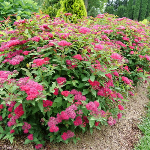 Double Play Doozie Spirea in focus.