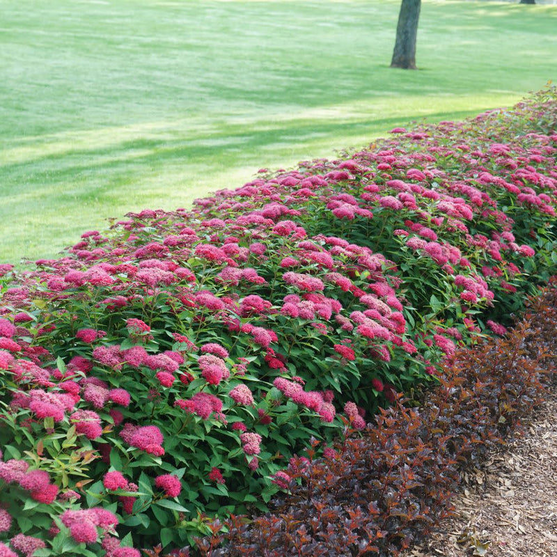 Double Play Doozie® Spirea (Spiraea x)