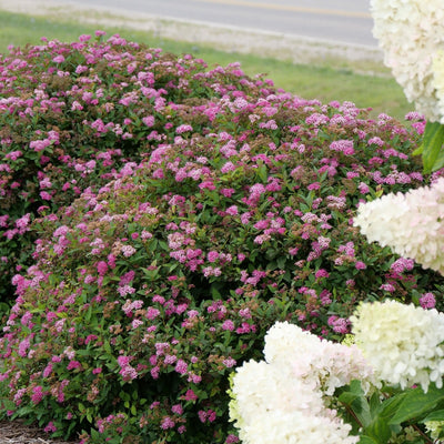 Double Play Doozie Spirea in use.