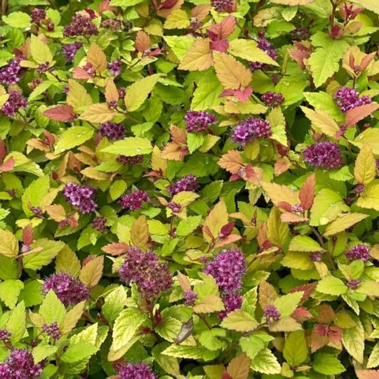 Double Play Dolly® Spirea (Spirea hybrid)