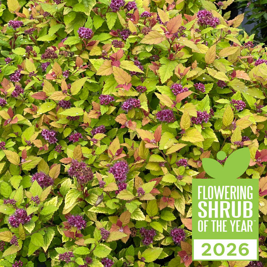 Double Play Dolly® Spirea (Spirea hybrid)