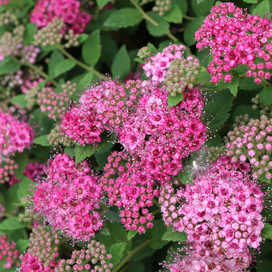 Double Play® Princess™ Spirea (Spiraea japonica) | Proven Winners® New Variety 2027