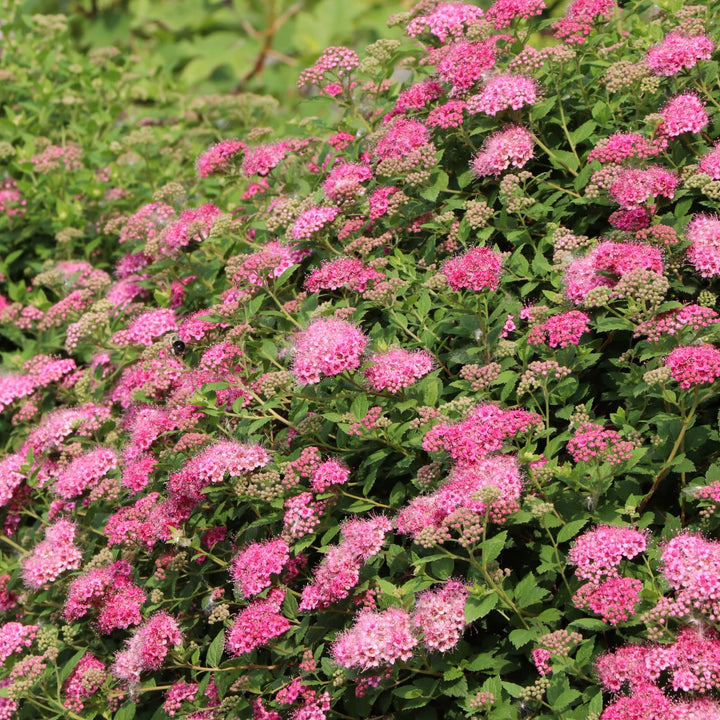 Double Play® Princess™ Spirea (Spiraea japonica) | Proven Winners® New Variety 2027