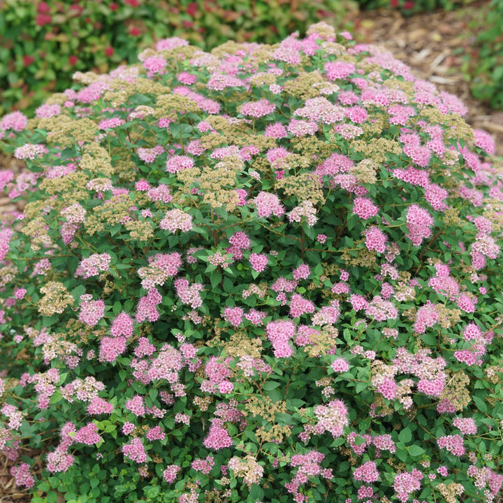 Double Play® Princess™ Spirea (Spiraea japonica) | Proven Winners® New Variety 2027