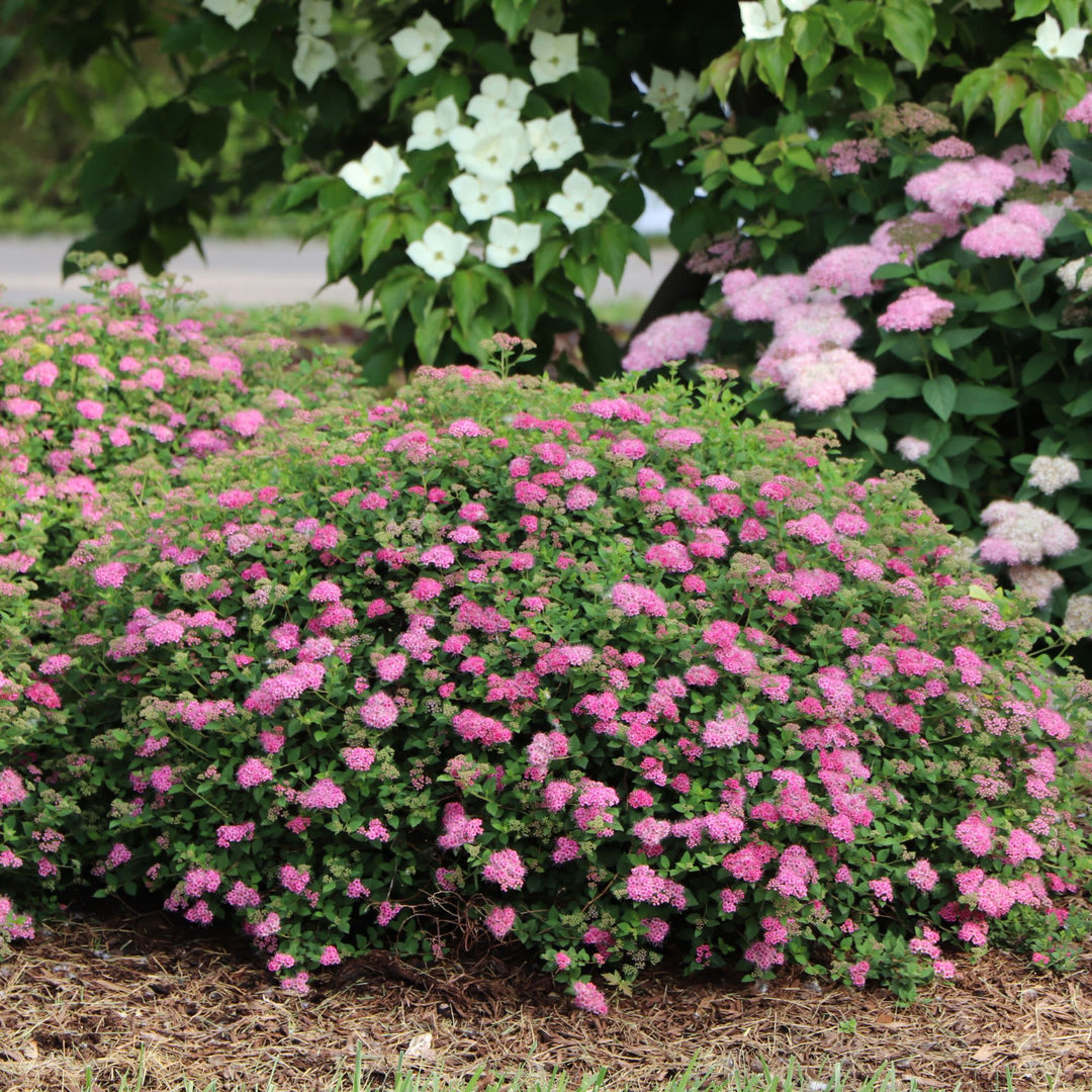 Double Play® Princess™ Spirea (Spiraea japonica) | Proven Winners® New Variety 2027