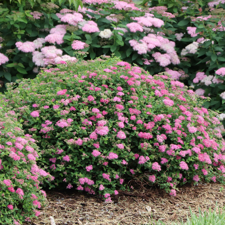 Double Play® Princess™ Spirea (Spiraea japonica) | Proven Winners® New Variety 2027