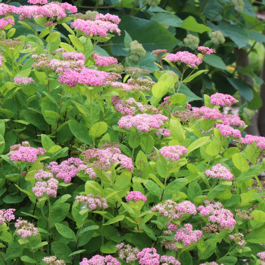 Glow Girl® Pink Birchleaf Spirea (Spiraea betulifolia) | Proven Winners® New Variety 2027