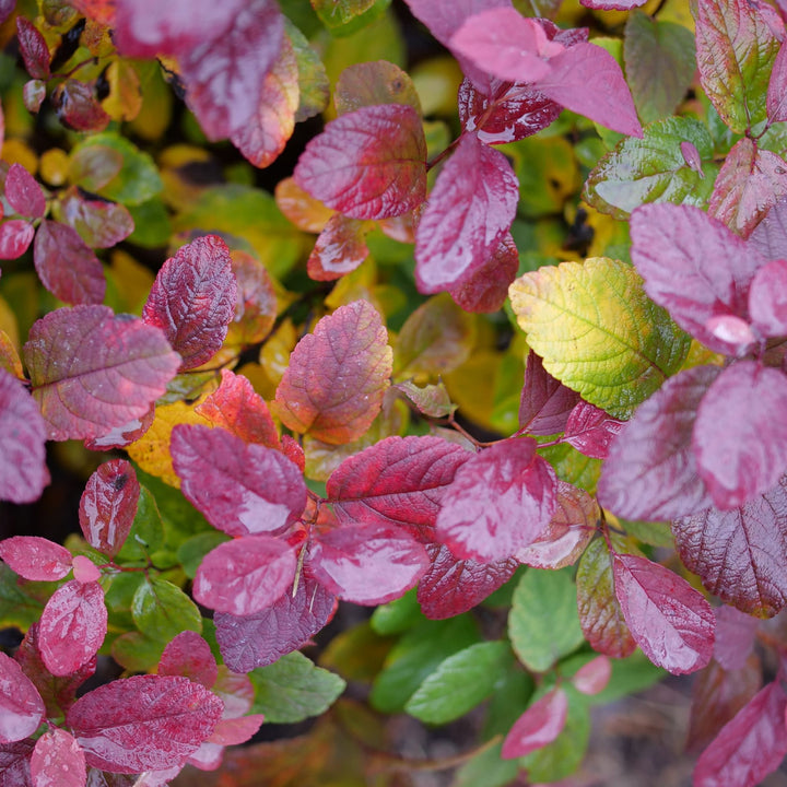 Glow Girl® Pink Birchleaf Spirea (Spiraea betulifolia) | Proven Winners® New Variety 2027