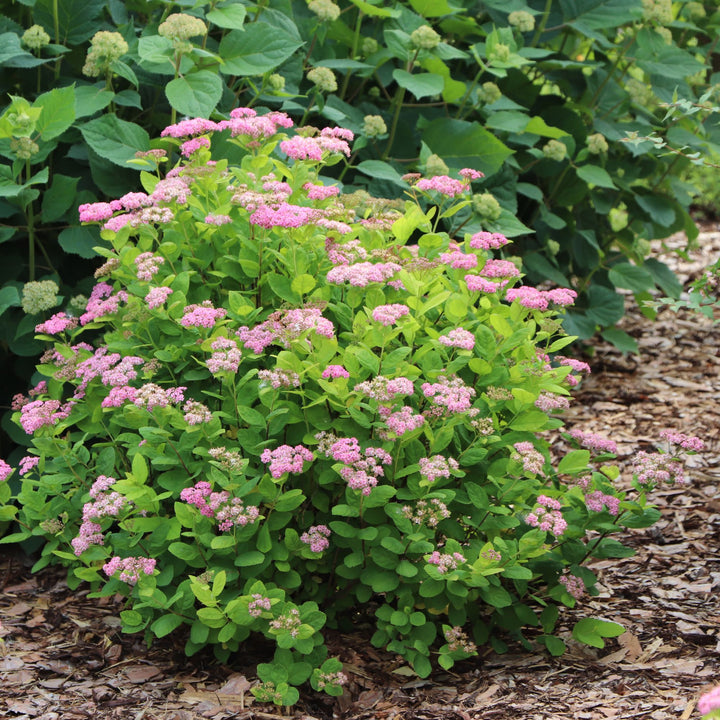 Glow Girl® Pink Birchleaf Spirea (Spiraea betulifolia) | Proven Winners® New Variety 2027