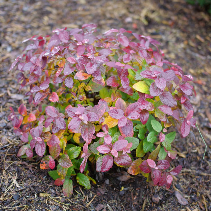 Glow Girl® Pink Birchleaf Spirea (Spiraea betulifolia) | Proven Winners® New Variety 2027