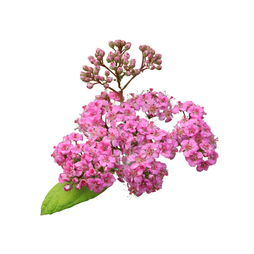 Glow Girl® Pink Birchleaf Spirea (Spiraea betulifolia) | Proven Winners® New Variety 2027