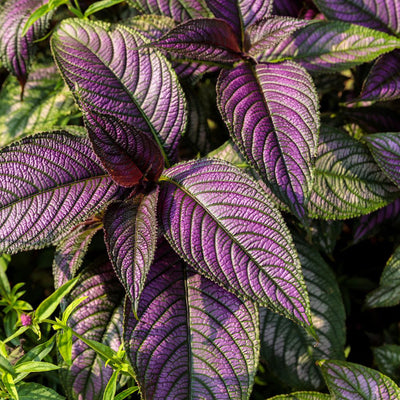 Persian Shield (Strobilanthes dyerianus)