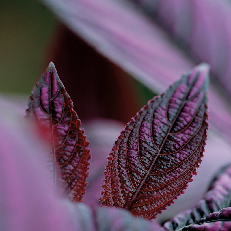 Persian Shield up close.