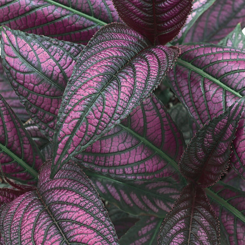 Persian Shield up close.