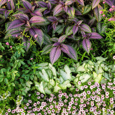 Persian Shield (Strobilanthes dyerianus)