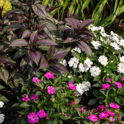 Persian Shield (Strobilanthes dyerianus)