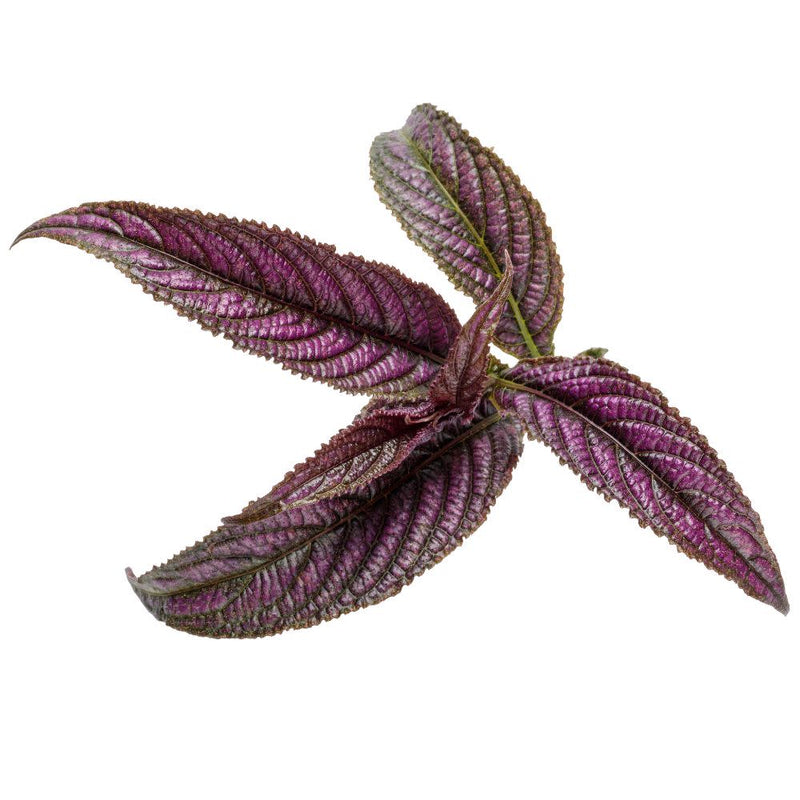 Persian Shield (Strobilanthes dyerianus)