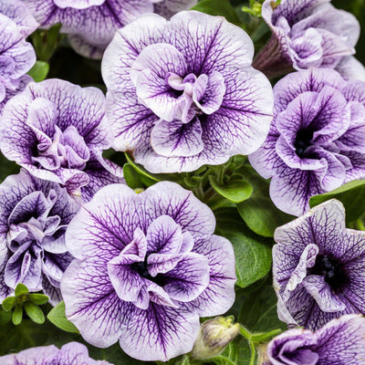 Supertunia Priscilla Supertunia Priscilla Petunia up close.