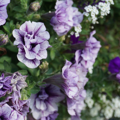 Supertunia Priscilla Supertunia Priscilla Petunia up close.