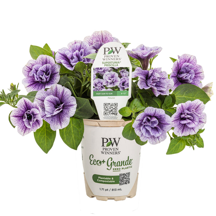 Supertunia® Priscilla® Petunia