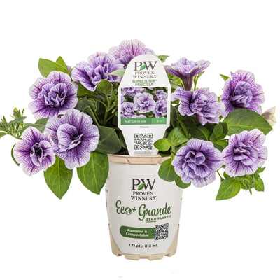 Supertunia® Priscilla® Petunia (Petunia hybrid)