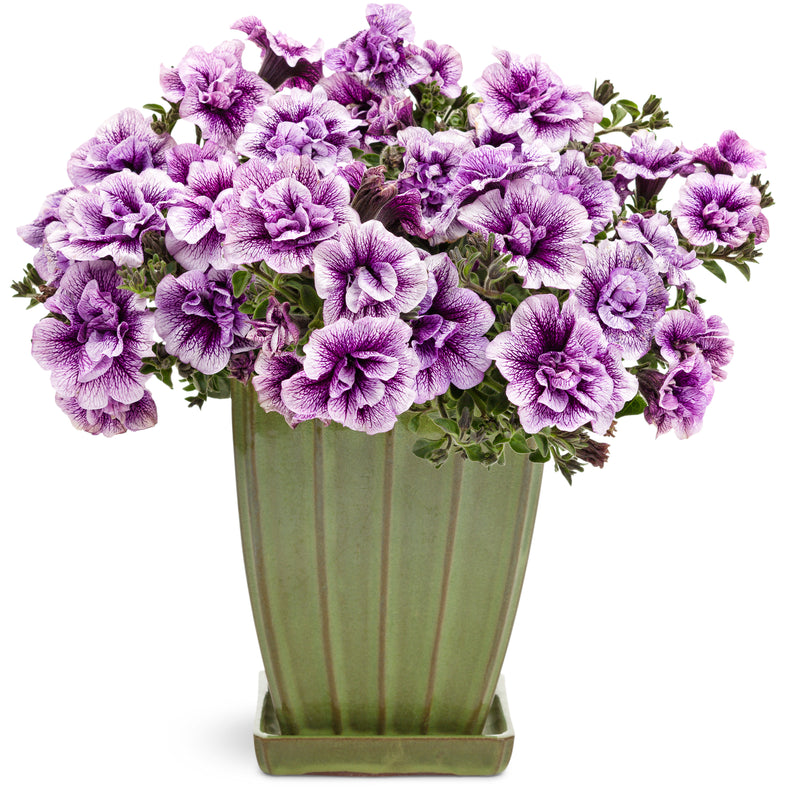 Supertunia® Priscilla® Petunia (Petunia hybrid)