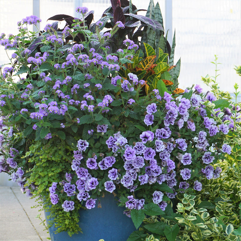 Supertunia Priscilla Supertunia Priscilla Petunia in focus.