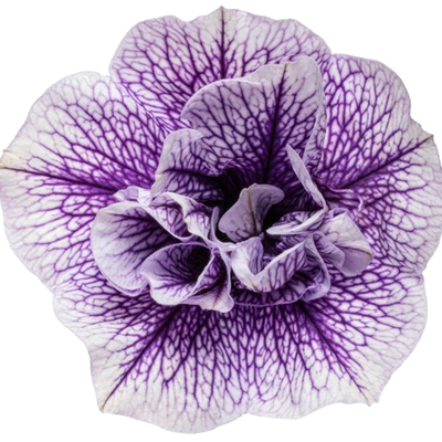 Supertunia® Priscilla® Petunia (Petunia hybrid)