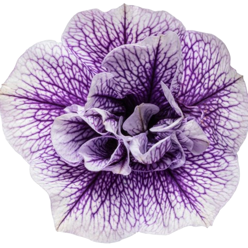 Supertunia® Priscilla® Petunia (Petunia hybrid)