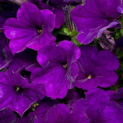 Supertunia Royal Velvet Supertunia Royal Velvet Petunia up close.