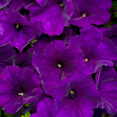 Supertunia Royal Velvet Supertunia Royal Velvet Petunia up close.