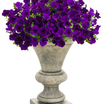 Supertunia® Royal Velvet® Petunia (Petunia hybrid)