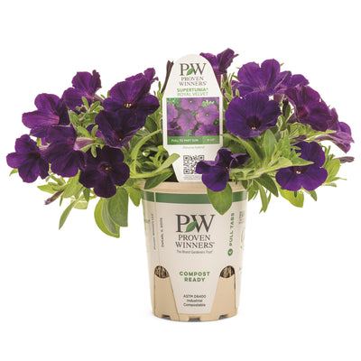 Supertunia® Royal Velvet® Petunia (Petunia hybrid)