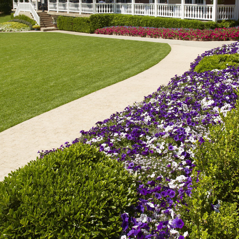 Supertunia Royal Velvet Petunia in use.