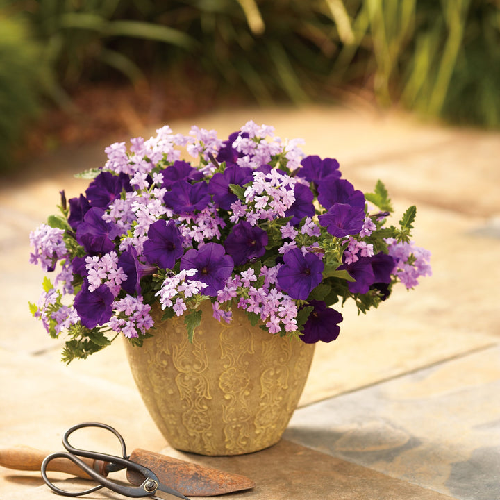 Supertunia Royal Velvet Petunia in use.
