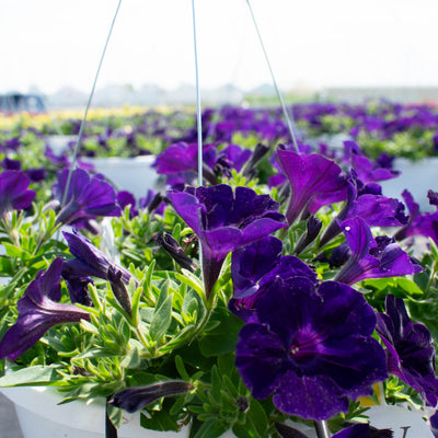 Supertunia Royal Velvet Supertunia Royal Velvet Petunia in use.