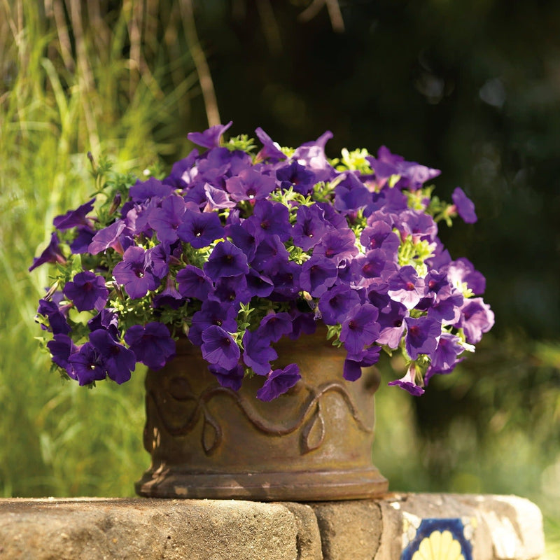 Supertunia Royal Velvet Petunia in use.