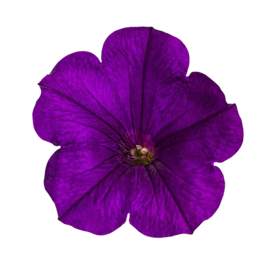 Supertunia® Royal Velvet® Petunia (Petunia hybrid)