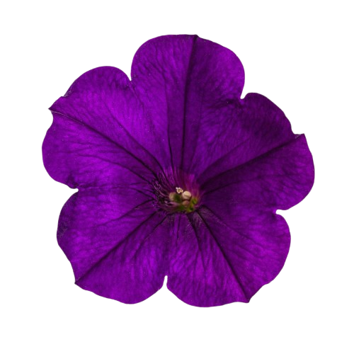 Supertunia® Royal Velvet® Petunia (Petunia hybrid)