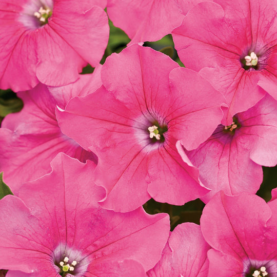 Supertunia® Giant Pink® Petunia
