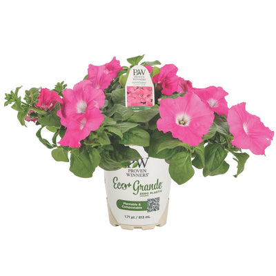 Supertunia® Giant Pink® Petunia (Petunia hybrid)